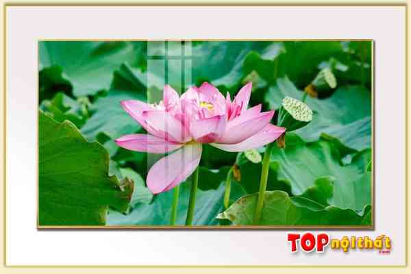 Hình ảnh Tranh hoa sen hồng 1 bông khổ lớn đẹp hiện đại TraTop-3089