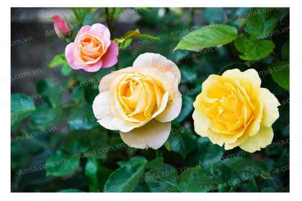 Tranh hoa hồng độc quyền nhà Amia